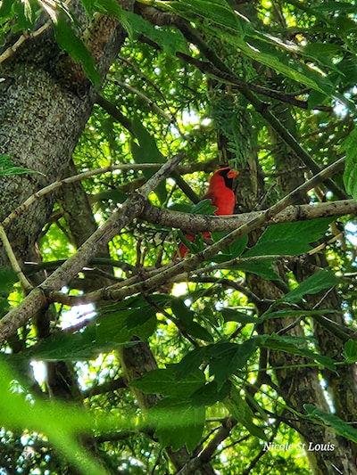 Northern Cardinal 