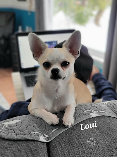 BIG Loui