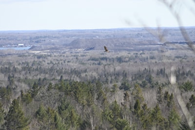 Turkey Vulture
