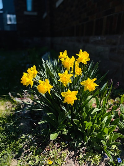Yellow Daffodil’s 
