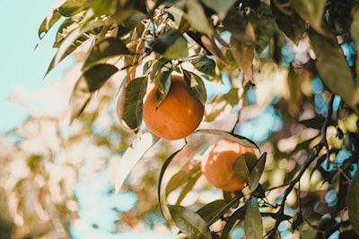 Photo by Vesela Vaclavik on Unsplash 