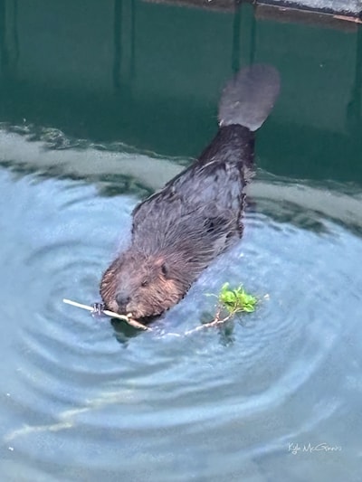 #walk #morningwalk  #greatstarttotheday #beaver #canadianbeaver #wildlife
