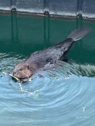 #walk #morningwalk  #greatstarttotheday #beaver #canadianbeaver #wildlife
