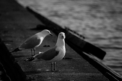 ©donna hopper photography