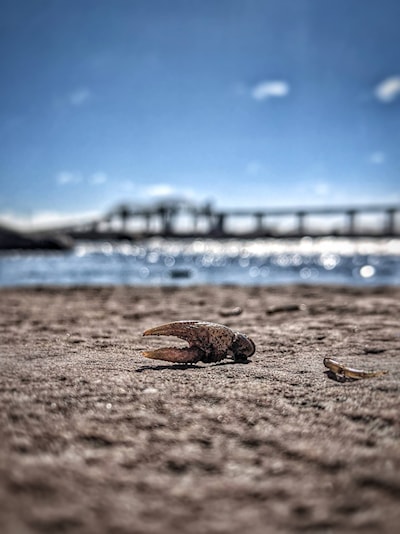 ©Donna Hopper Photography