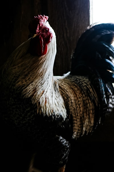 ©Donna Hopper Photography