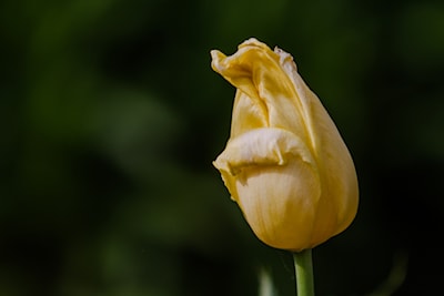 ©Donna Hopper Photography