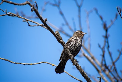 Female redwing blackbird