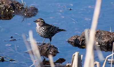 Female redwing blackbird