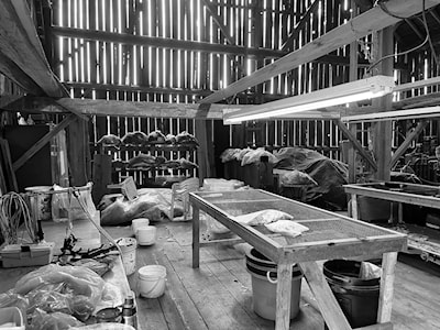 Meadowview Alpaca Farm (29.05.2025)