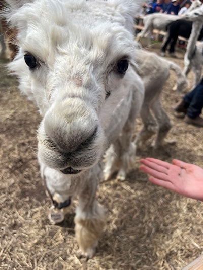 Boop that snoot!