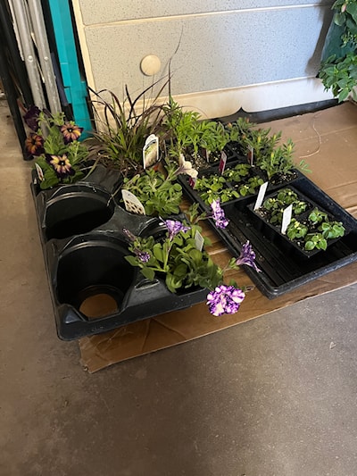 Supertunia’s by Proven Winners