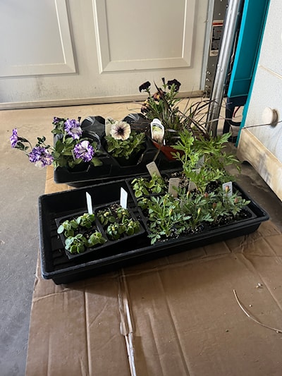 Supertunia’s by Proven Winners
