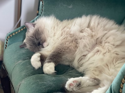 Princess Diana takes an afternoon nap on her throne