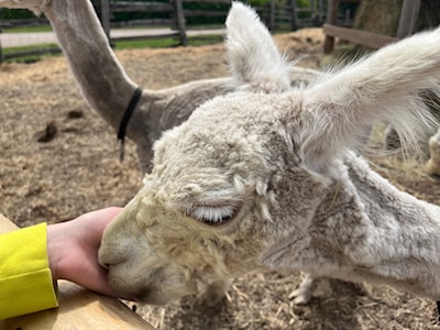 Omnomnom