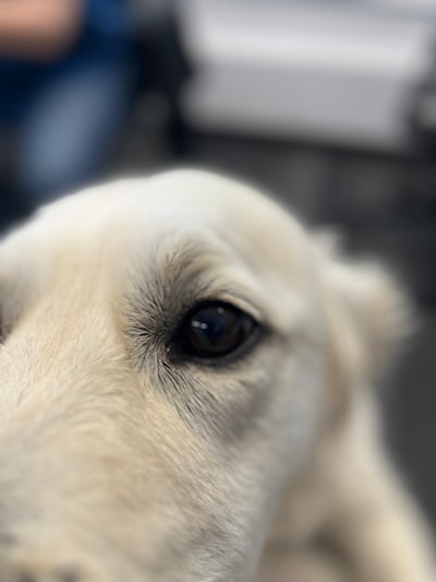 Boop! Tag, you're it!