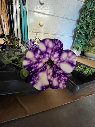 Supertunia’s by Proven Winners