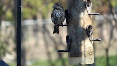 Purple Finch female