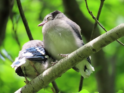 Blue Jay Fledglings