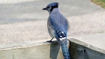 Blue Jay