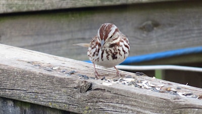 Song Sparrow