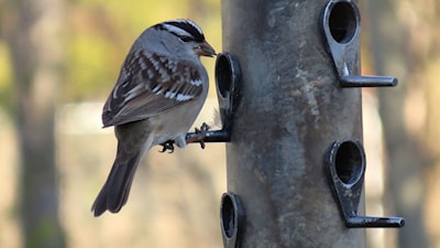 White-crowned Sparrow