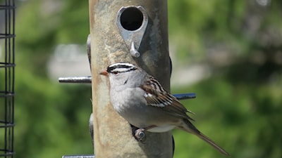White-crowned Sparrow