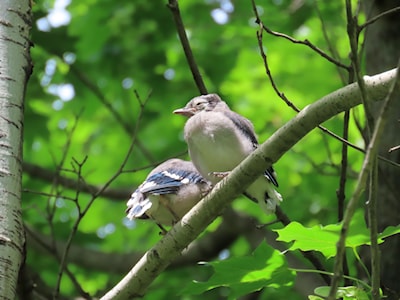 Blue Jay Fledglings