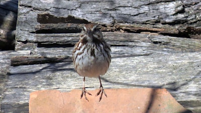 Song Sparrow