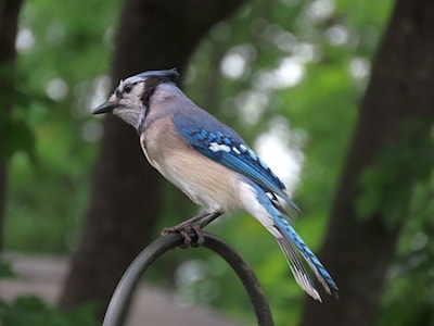 Adult Blue Jay