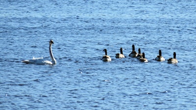 Trumpeter Swan and Canada Geese