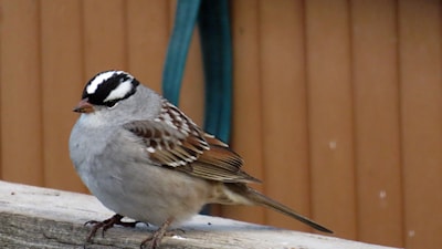 White-crowned Sparrow