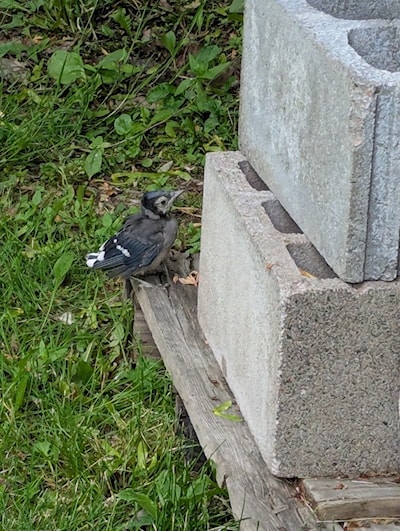 Blue Jay Fledgling