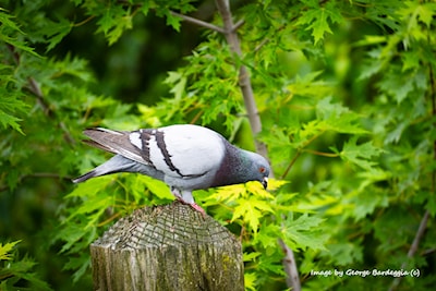 A park perennial, the pigeon.