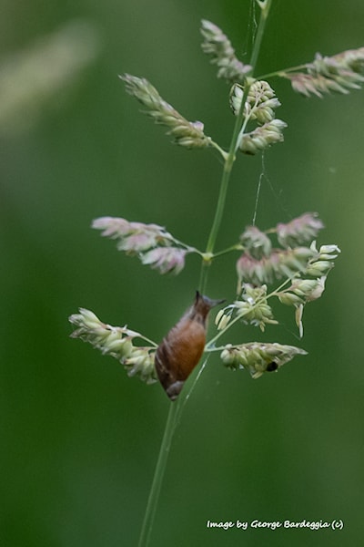 A snail on the grass.
