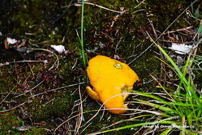 Orange peel on some moss.