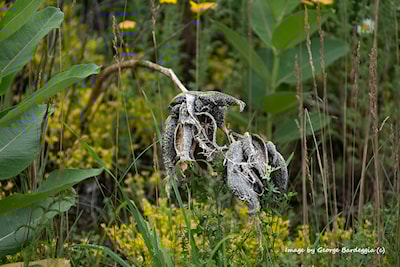 Last years milkweed pods.