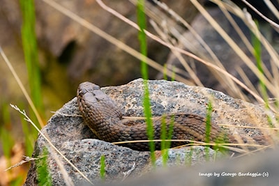 Ontario Water snake.