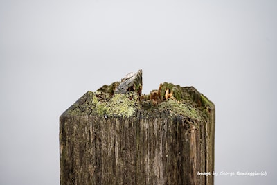 A post at the Katherine Bell Gazebo deck that is starting to rot and has some moss growing on it.