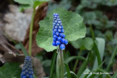 Grape hyacinth.