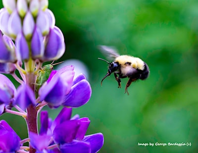 Bee preparing to land. Check out the grasshopper too.
