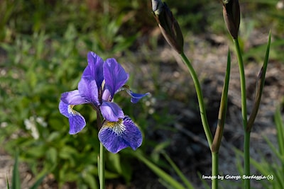 Siberian Iris.