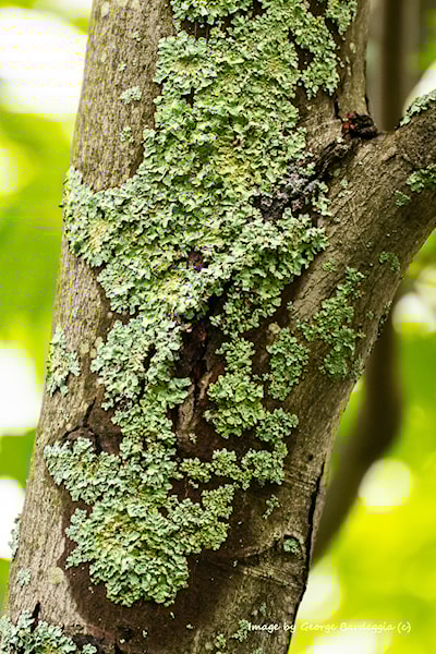 A lichen covered tree.