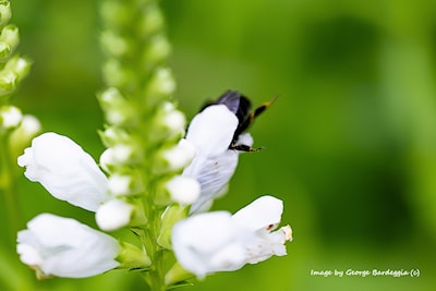This bee is all in!