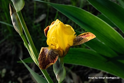 Iris.