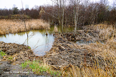 New beaver dam on South Bay Road.