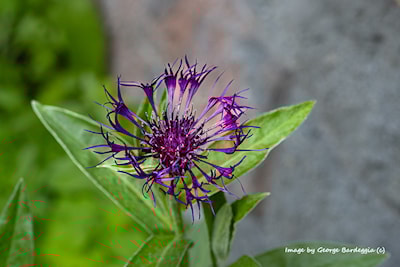 Corn Flower.