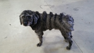Discount wasn't impressed with his haircut!!