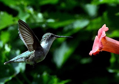 A hummingbird looks for food at the University of Guelph Arboretum on a summer day..