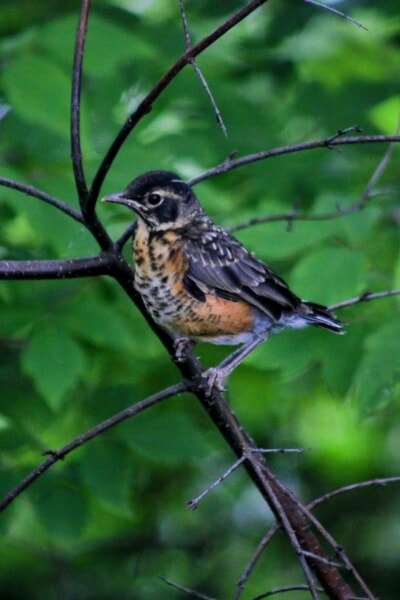 juvenile Robin 